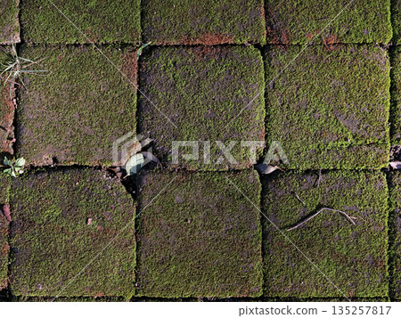 Moss covered roof tiles creating a natural and textured pattern with copy space for eco-friendly building design and sustainable architecture projects under natural light 135257817