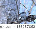 White-bellied Nuthatch perched on a birch branch 135257862