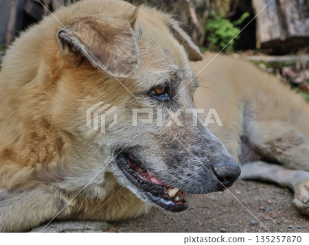 Relaxing dog basking in natural light showcases its expressive face and posture, ideal for animal welfare awareness campaigns 135257870