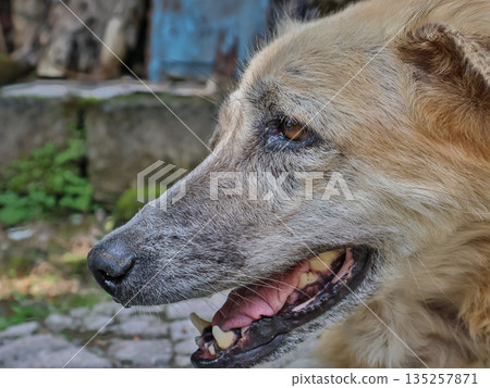 Close-up of a furry dog with an open mouth showing teeth under natural light in a garden, depicting animal health and dental care 135257871