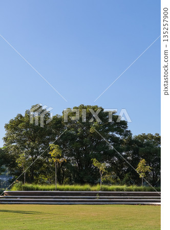 Green Trees Under Clear Blue Sky in Summer with Natural Light, Depicting Serenity and Environmental Beauty, a Perfect Stock Photo for Nature-Themed Projects 135257900
