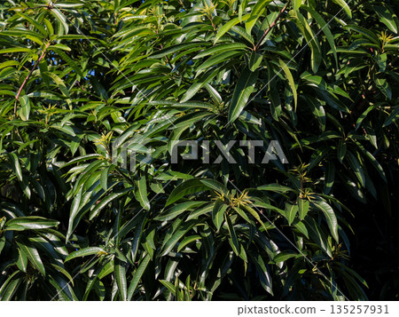 Lush green foliage with new growth under natural light provides ample copy space for text overlay, ideal for backgrounds 135257931