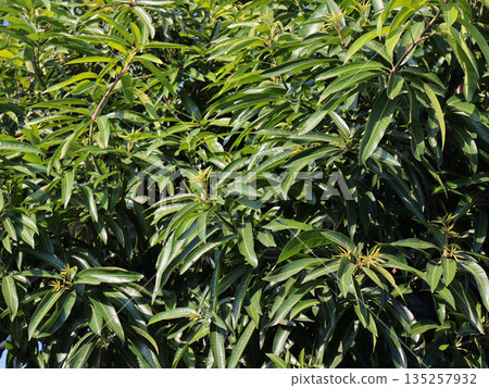 Mango tree leaves in natural light showing vibrant green foliage, ideal for background or nature-themed designs with ample copy space Mango tree leaves in natural light showing vibrant green foliage, ideal for background or nature-themed designs with ample copy space 135257932