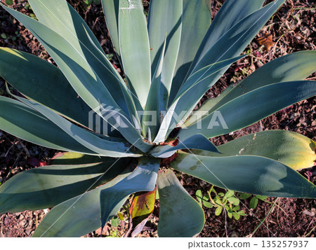 Agave plant growing outdoors under natural light, showcasing its symmetrical form and texture, perfect for garden landscaping design concepts Agave plant growing outdoors under natural light, showcasing its symmetrical form and texture, perfect for garden landscaping design concepts 135257937