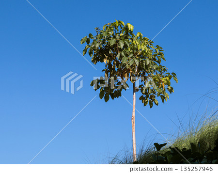 Young tree growing against clear blue sky under natural light offering ample copy space for environmental or agricultural concepts and designs Young tree growing against clear blue sky under natural light offering ample copy space for environmental or agricultural concepts and designs 135257946