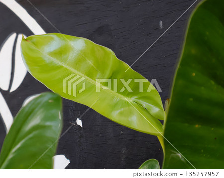 Philodendron Leaf Close-Up with Natural Light and Crisp Details for Botanical Study Philodendron Leaf Close-Up with Natural Light and Crisp Details for Botanical Study 135257957