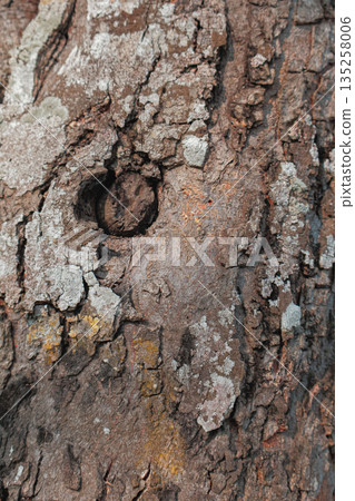 Detailed tree bark texture with a small knot, featuring rough surface and natural patterns for use as organic background in design projects Detailed tree bark texture with a small knot, featuring rough surface and natural patterns for use as organic background in design projects 135258006