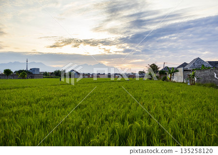 Lush green rice field with mountains in background, showcasing rural agriculture under natural light for agritourism and sustainable farming practices Lush green rice field with mountains in background, showcasing rural agriculture under natural light for agritourism and sustainable farming practices 135258120