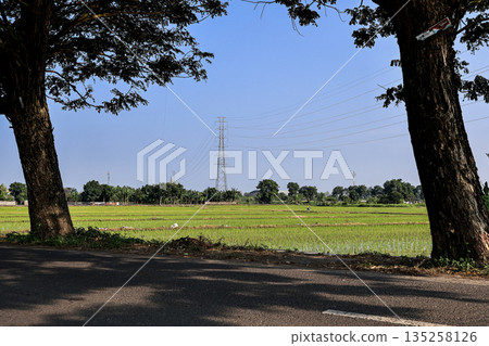 Scenic Green Field Landscape Framing Electric Tower with Trees and Natural Light under Bright Blue Sky for Rural Countryside 135258126
