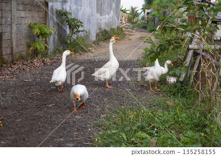 Group of white geese foraging on the ground in rural setting under natural light, representing farm animals and countryside lifestyle 135258155