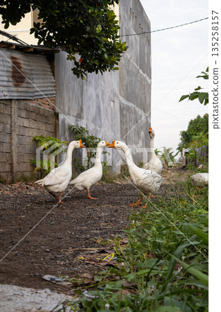 Group of white geese in rural setting interacting with each other under natural light near building, providing ample copy space for creative design projects 135258157