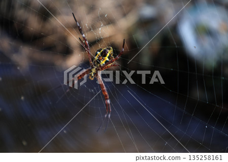 Argiope spider hanging on web in natural habitat, yellow markings, for arachnid studies Argiope spider hanging on web in natural habitat, yellow markings, for arachnid studies 135258161