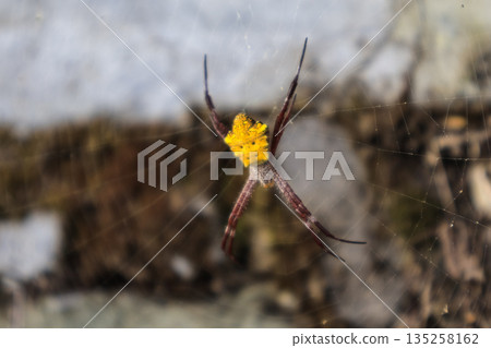Yellow Spider on Web Waiting with Natural Light and Copy Space for Design Element to Showcase Insect Life and Arachnid Details in Nature Yellow Spider on Web Waiting with Natural Light and Copy Space for Design Element to Showcase Insect Life and Arachnid Details in Nature 135258162