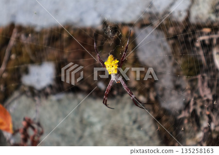 Argiope Spider Hanging Upside Down in Web with Natural Light and Copy Space to Showcase Arachnid Diversity and Intricate Web Weaving Argiope Spider Hanging Upside Down in Web with Natural Light and Copy Space to Showcase Arachnid Diversity and Intricate Web Weaving 135258163