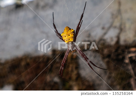 Argiope Appensa Spider Hanging in Web with Natural Light, Showing Details of Yellow Abdomen and Legs for Educational Use 135258164