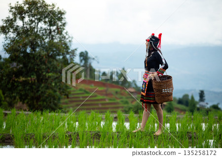 Asian hill tribe woman in traditional dress standing in green rice field with mountain view, holding woven basket, representing indigenous lifestyle, rural agriculture, and cultural heritage in nature Asian hill tribe woman in traditional dress standing in green rice field with mountain view, holding woven basket, representing indigenous lifestyle, rural agriculture, and cultural heritage in nature 135258172