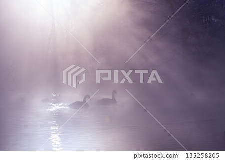 天鵝在頭髮風暴 天鵝在頭髮風暴 135258205