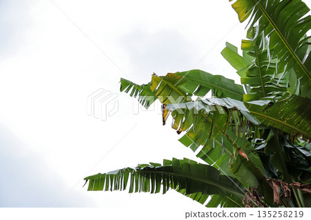 Lush banana leaves thriving under natural light, displaying vibrant green hues against a bright sky, perfect for tropical background and copy space 135258219