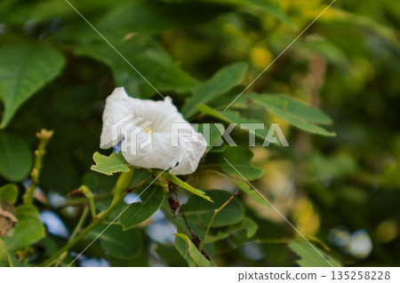 Delicate white flower blooming amidst lush green foliage with natural light, creating a serene and fresh atmosphere for botanical illustrations Delicate white flower blooming amidst lush green foliage with natural light, creating a serene and fresh atmosphere for botanical illustrations 135258228