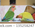 Two lovebirds eating together 135258247