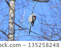 A side view of a long-tailed tit perched on a tree branch 135258248
