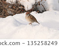 A sparrow standing on the snow 135258249