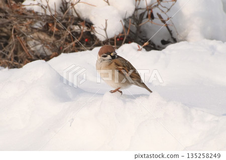 A sparrow standing on the snow 135258249