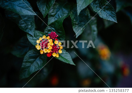 黃色和紅色的馬纓丹花 黃色和紅色的馬纓丹花 135258377