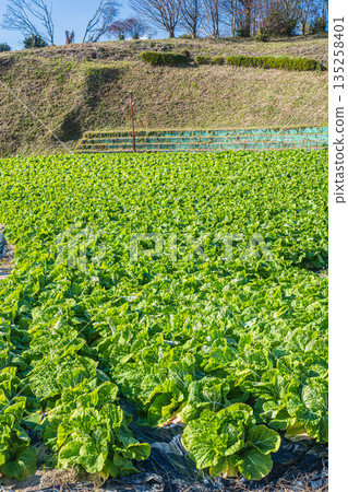 奈良縣飛鳥村的冬甘藍田 135258401