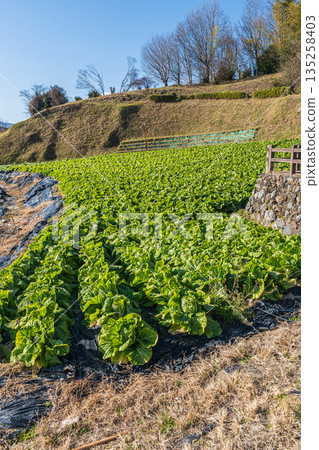 奈良縣飛鳥村的冬甘藍田 135258403