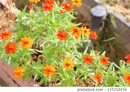 可愛的百日菊花 135258436