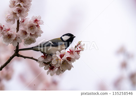 A great tit perched on a plum tree searching for food A great tit perched on a plum tree searching for food 135258546