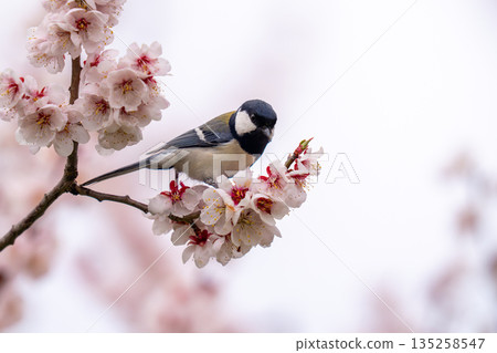 一隻大山雀棲息在李子樹上覓食。 一隻大山雀棲息在李子樹上覓食。 135258547