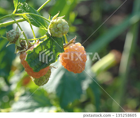 Golden Raspberry hanging on bushes. 135258605