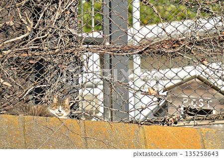 Cats waiting for mail: Sakura cats, beloved local cats Cats waiting for mail: Sakura cats, beloved local cats 135258643