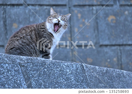 Sakura cats, beloved local cats Sakura cats, beloved local cats 135258693