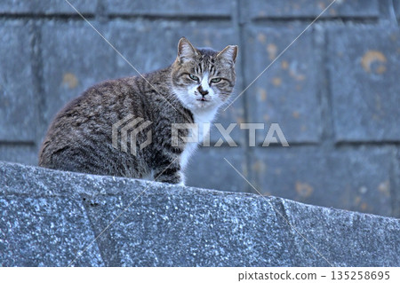 櫻花貓,深受當地人喜愛的貓 櫻花貓,深受當地人喜愛的貓 135258695