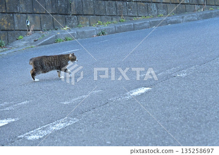 Sakura cats, beloved local cats Sakura cats, beloved local cats 135258697