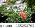 reddish orange flowers 135258703