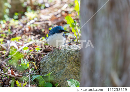 A blue-and-white flycatcher descending to the ground and observing its surroundings A blue-and-white flycatcher descending to the ground and observing its surroundings 135258859