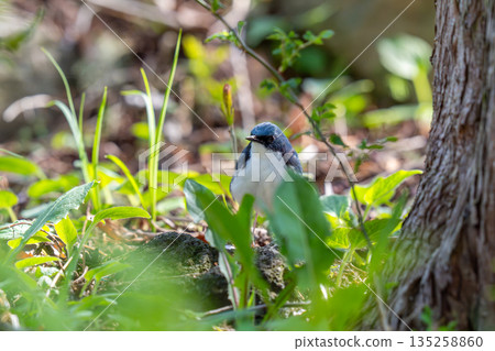A blue-and-white flycatcher descending to the ground and observing its surroundings A blue-and-white flycatcher descending to the ground and observing its surroundings 135258860