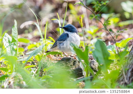 A blue-and-white flycatcher descending to the ground and observing its surroundings A blue-and-white flycatcher descending to the ground and observing its surroundings 135258864