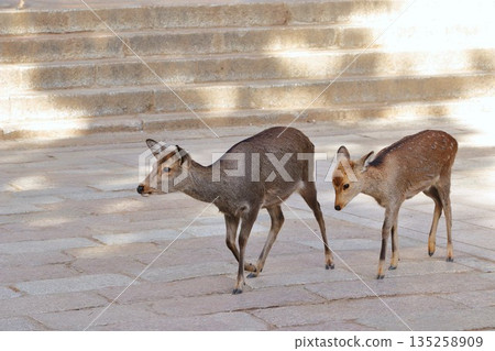 鹿的父母和孩子 135258909