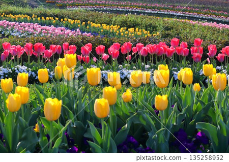 Tulip field 135258952