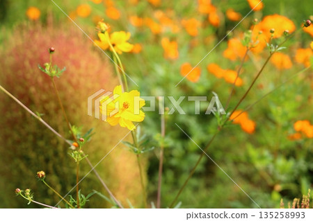 明黃色的波斯菊花 明黃色的波斯菊花 135258993