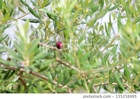 Olives turning color 135258995