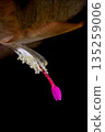 Stamens and pistils of a Schlumbergera cactus 135259006