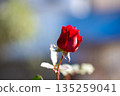 Blooming red roses in garden. 135259041