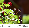 Blooming red roses in garden. 135259042