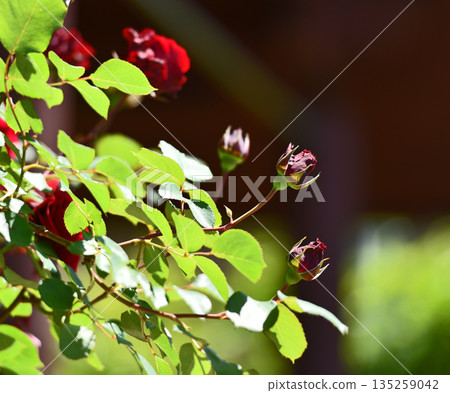 Blooming red roses in garden. 135259042